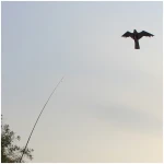 Bird Defense Hawk Kite - Image 3