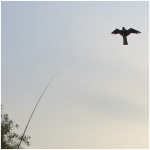 Bird Defense Hawk Kite - Image 3